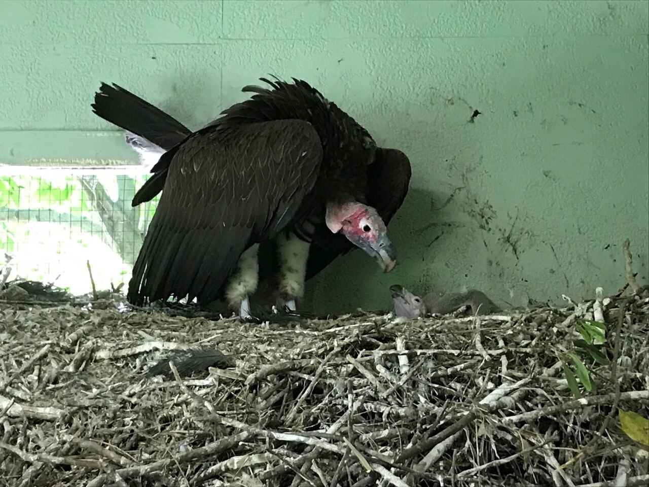 Endangered vultures hatch in captivity in India - The San Diego  Union-Tribune