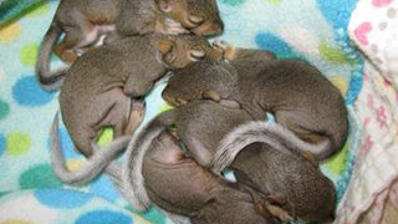 Become A Baby Squirrel S Foster Parent At St Francis Wildlife Association Become A Baby Squirrel S Foster Parent At St Francis Wildlife Association