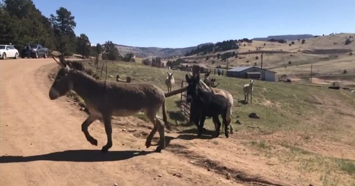 Cripple Creek donkeys released from their winter pens