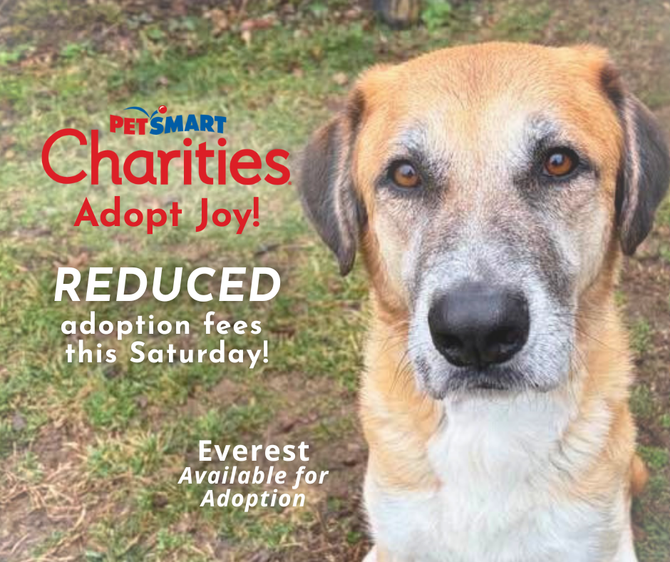 Adopt Joy event promos (2).png