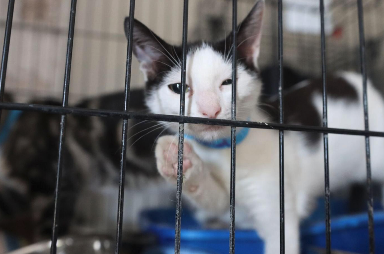 Cats rescued from Hurricane Sally