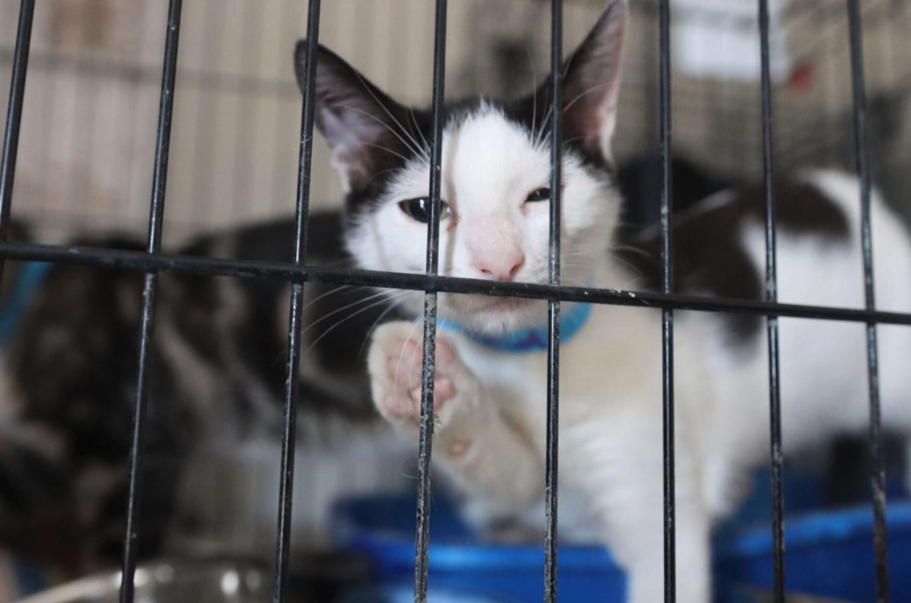 Cats rescued from Hurricane Sally 