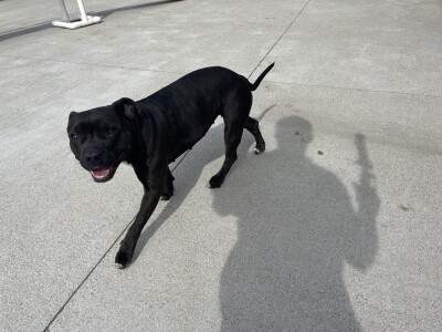 Shelter pet at Jessamine Co. animal shelter