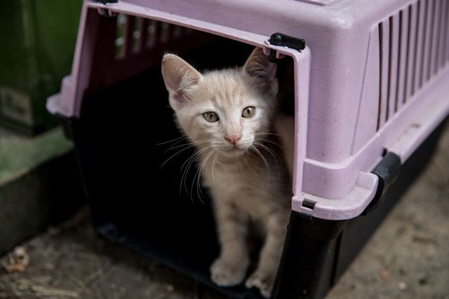 Photos: This place is known as 'The City of Cats'
