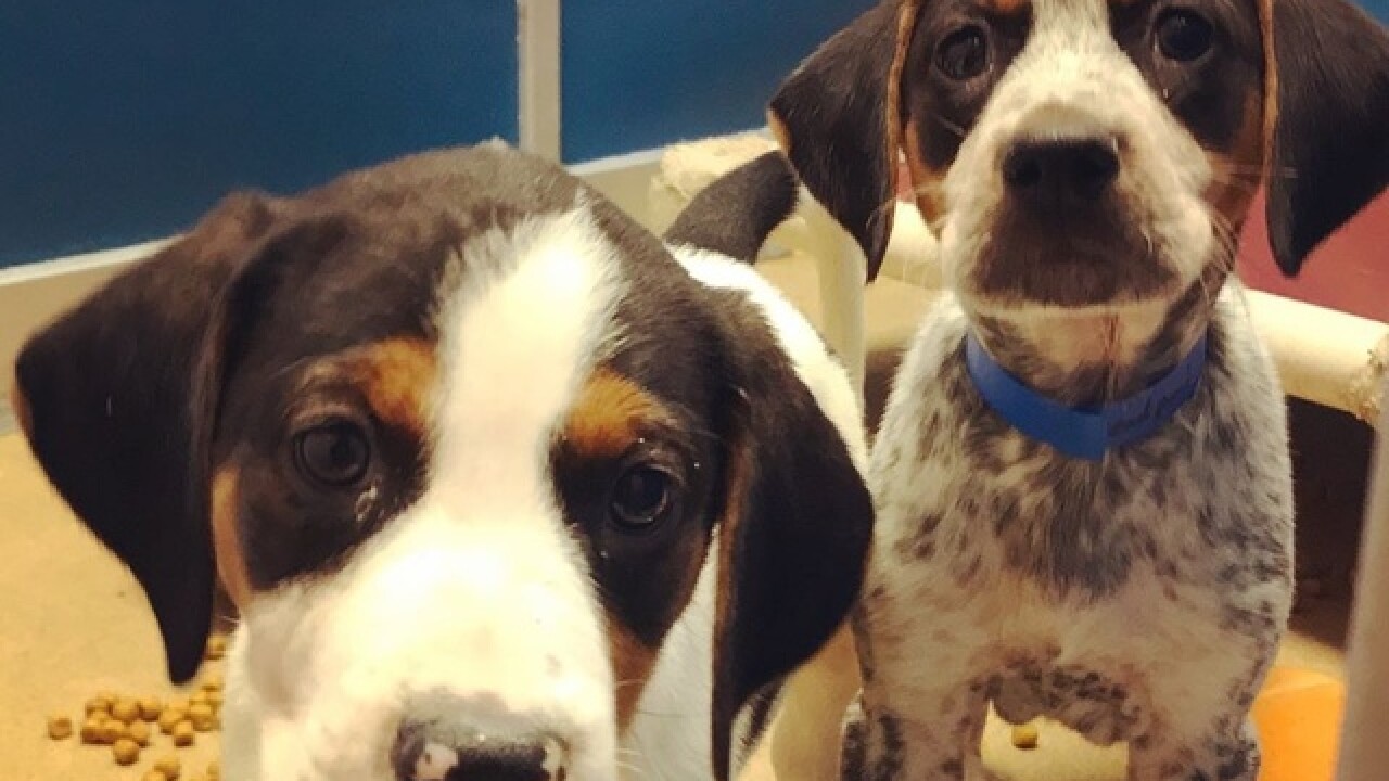 Wisconsin Humane Society Seeking Foster Parents