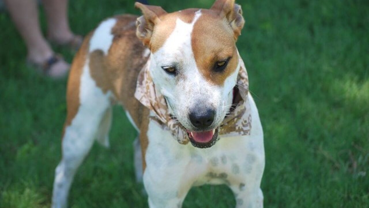 Pet preview: Empty the Shelter Day Aug. 15