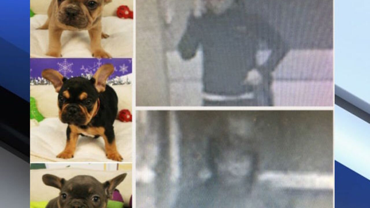 Suspects steal $30K worth of puppies in Tempe