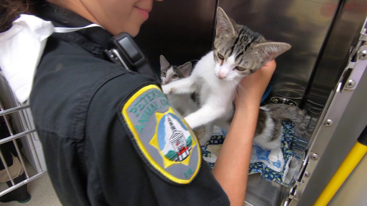 animalshelter3.jpeg