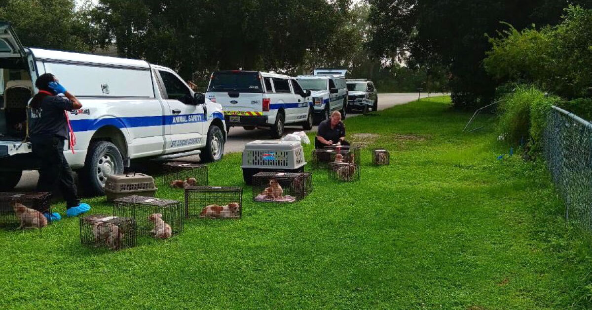 Multiple dogs removed from St. Lucie County home in suspected hoarding case - Vimarsana News
