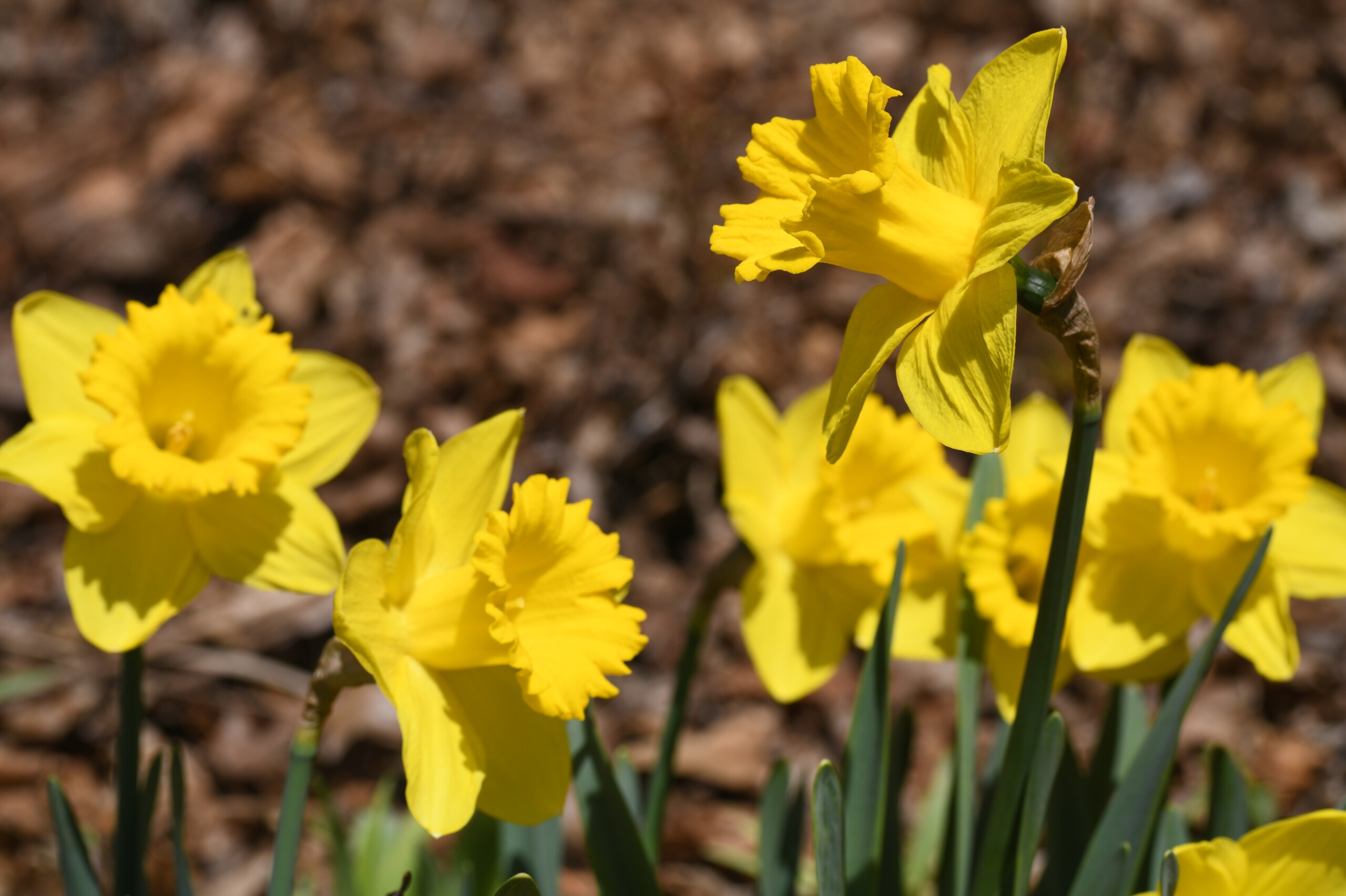 Lake View Cemetery's Daffodil Hill beginning to bloom