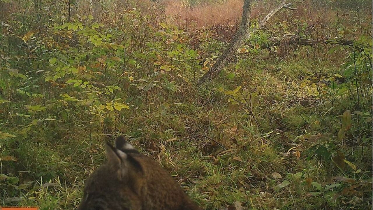 Bobcat sighting Cleveland Metroparks