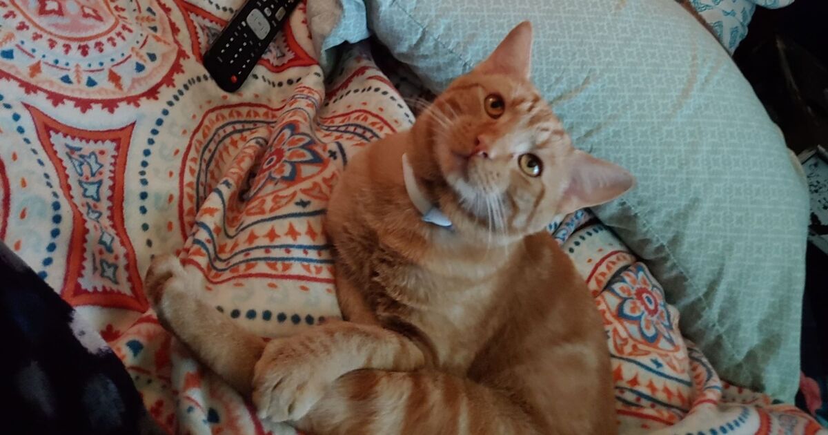 Pet owner warns others after cat shot in the eye with BB gun