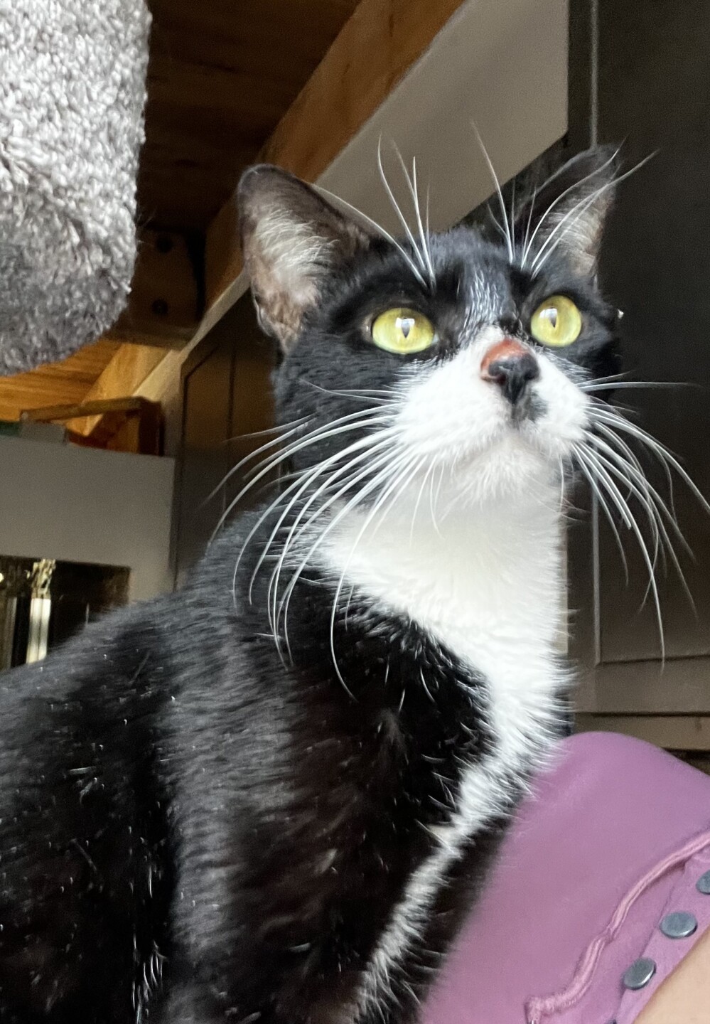 Pet Adoption Tuesday: Meet Bootsie from Michele's Rescue!