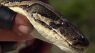 Are Burmese pythons making mosquito bites more dangerous?
