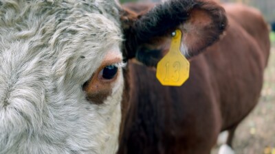new cow pic.jpg