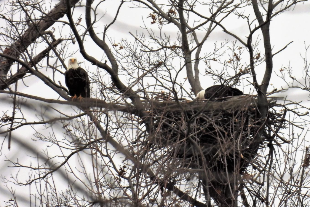 Mentor Marsh eagles building nest