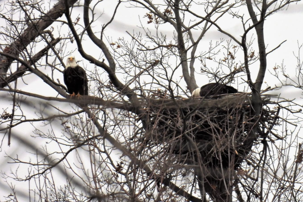 Mentor Marsh eagles building nest 