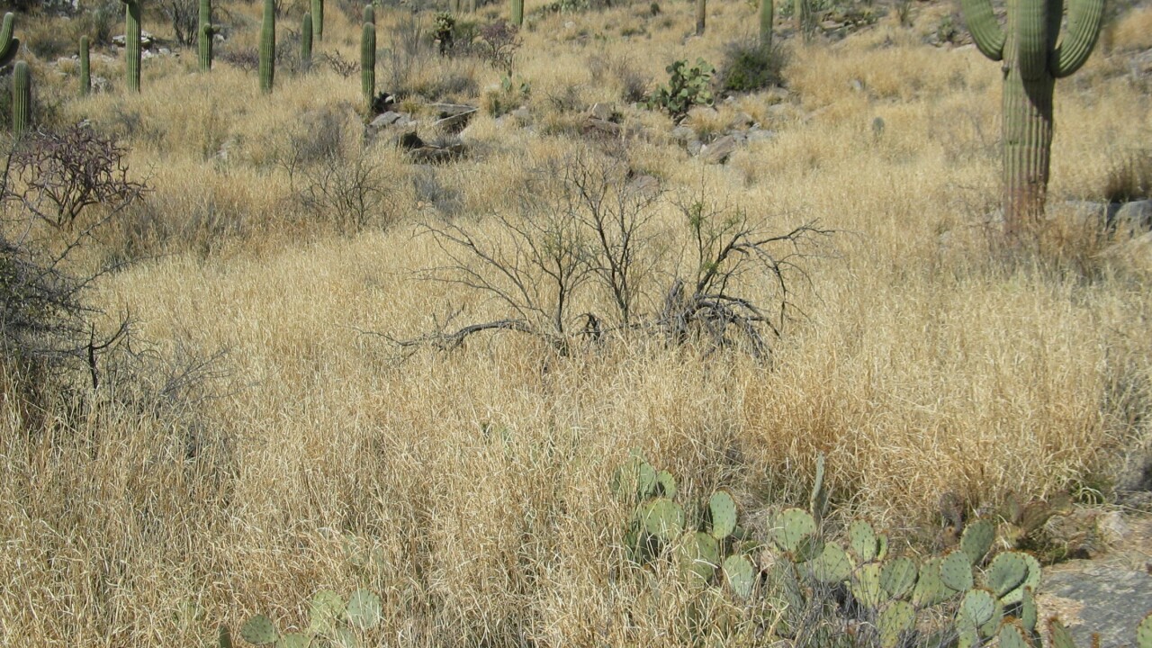 Dense stand of the invasive grass buffelgrass choking out native vegetation in Saguaro National Park.