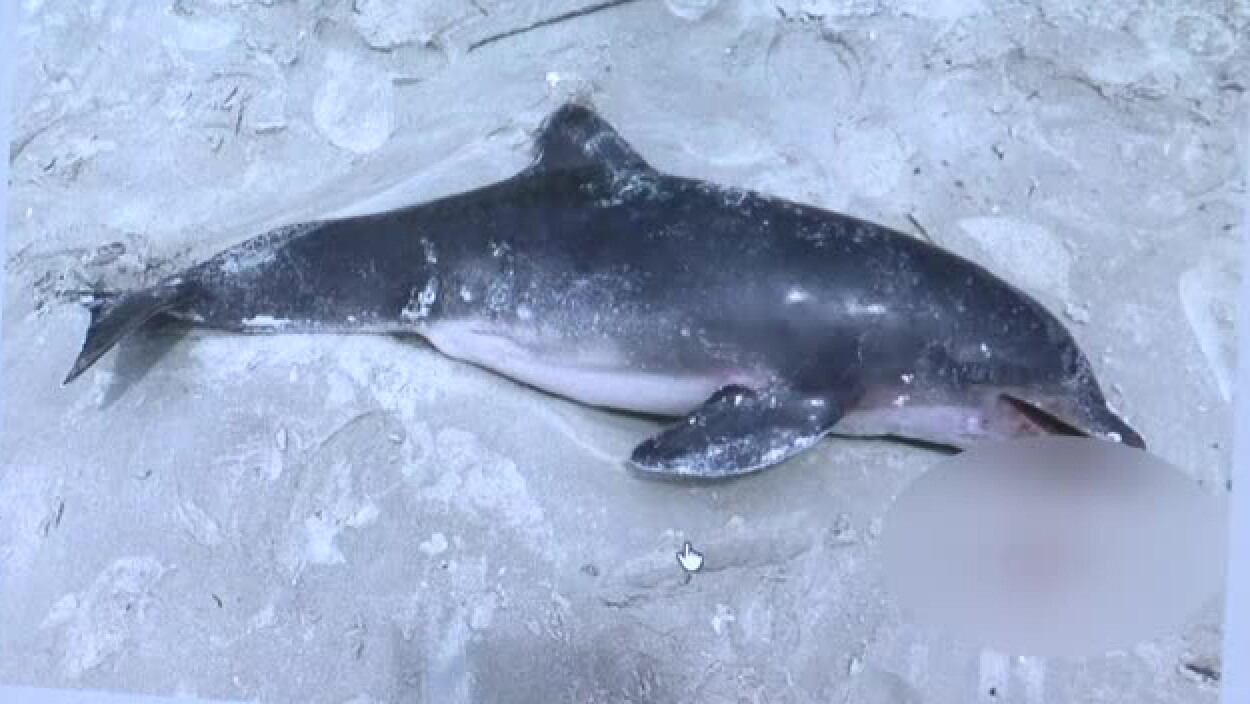 baby-dolphin-dead-after-man-in-florida-picks-it-up-for-photo