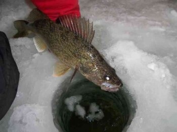 Late-Eyes Sports Fishing