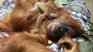 hesty orangutan