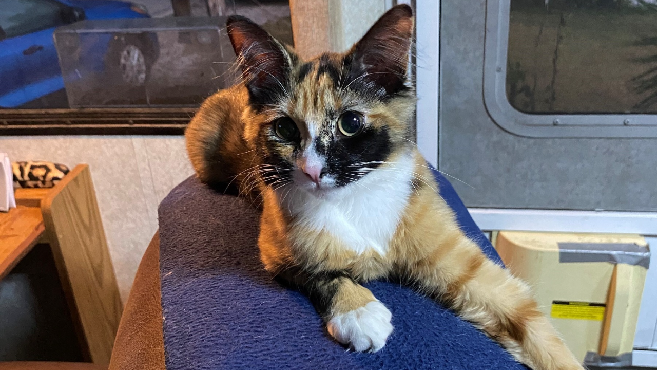 Vee Jeanne and Troy 3.png