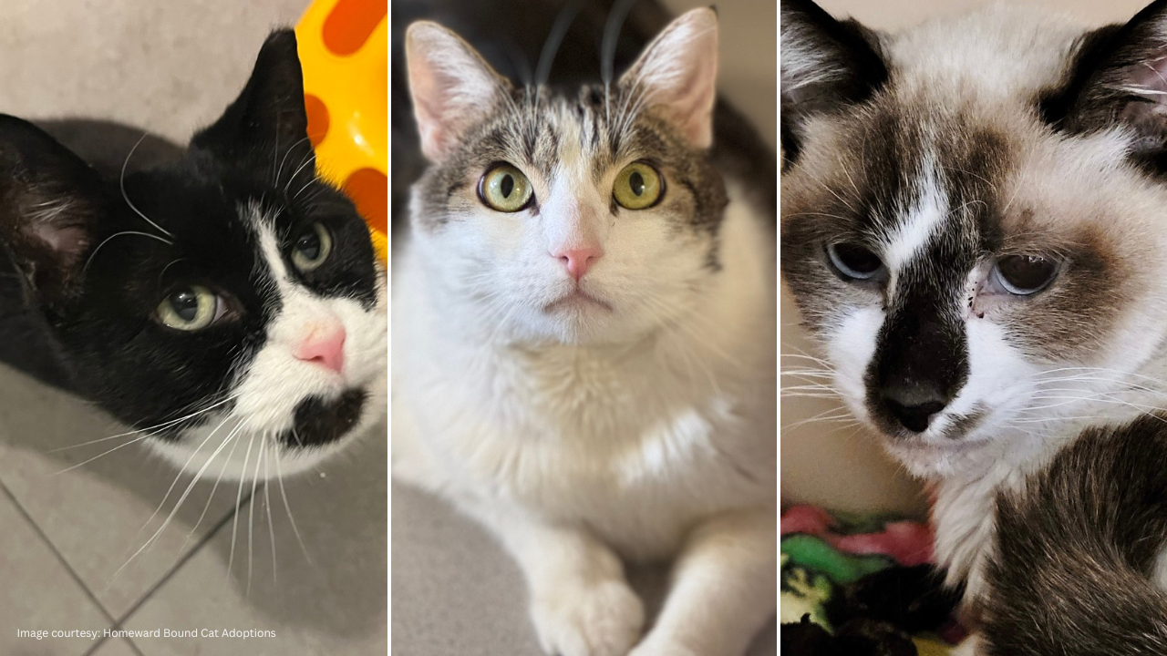 Misfit cats