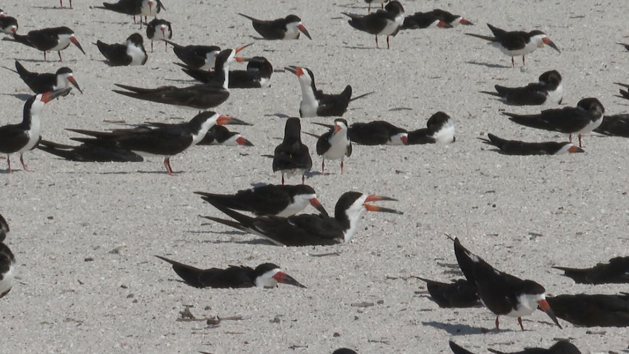 Black-Skimmer-shorebirds-WFTS-LANE-2.jpg