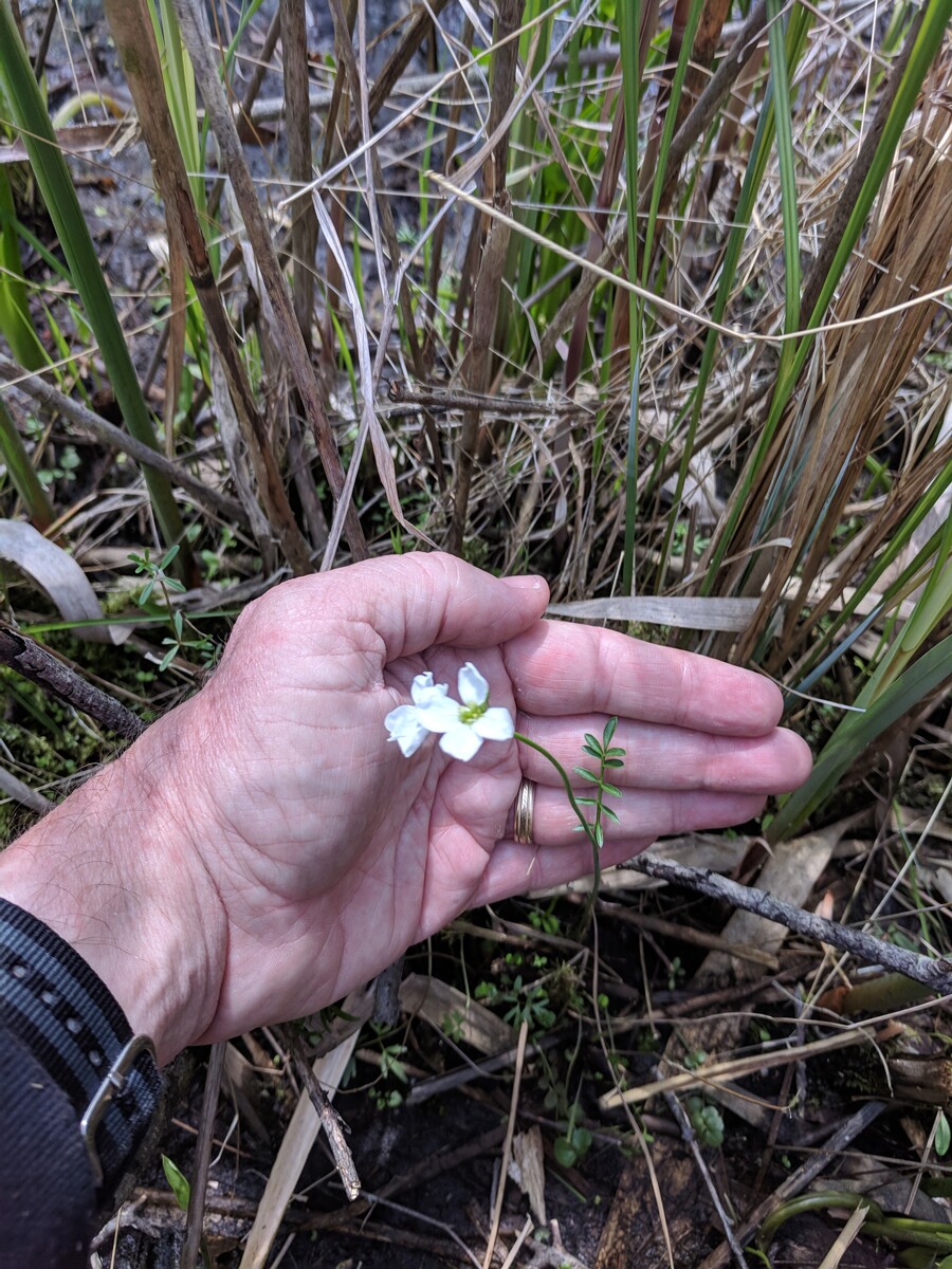 Last seen in Ohio in the early 1990s, the American cuckoo-flower (Cardamine pratensis var. palustris) was rediscovered in Summit County in May 2019. [Photo credit: Brian Ga