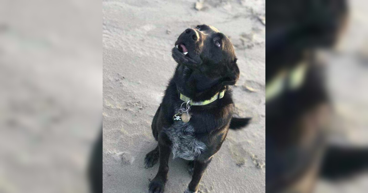 Roundup family suspects poisoning is to blame after two dogs unexpectedly die - Vimarsana News