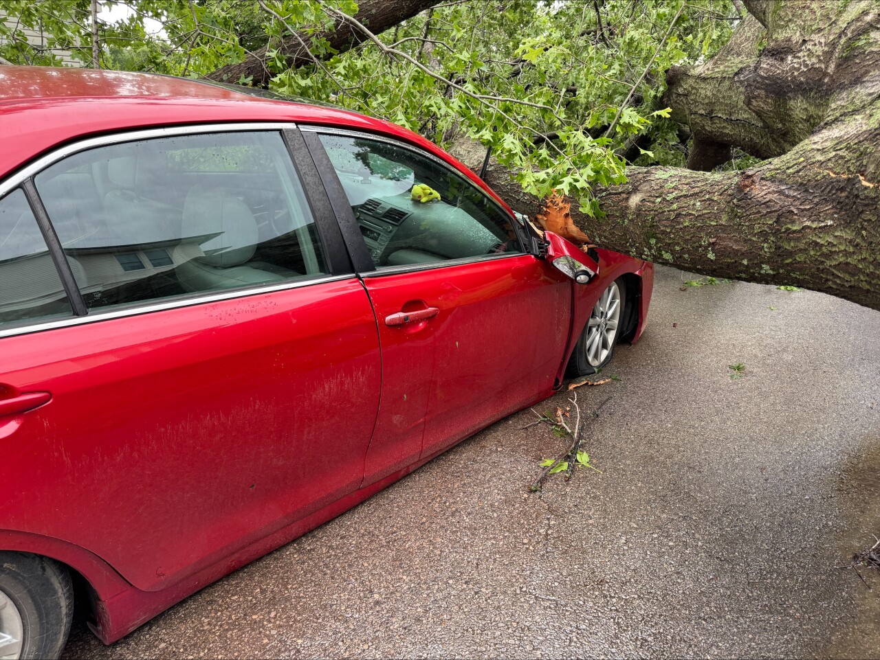 Pawhuska tree damage
