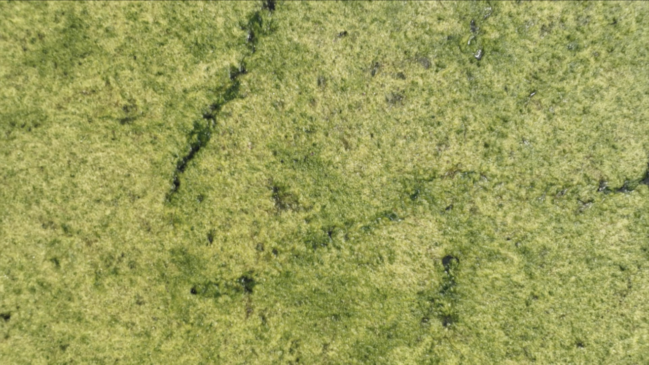 close look at blue-green algae