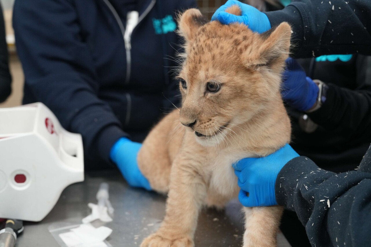 Lion Cub.jpg