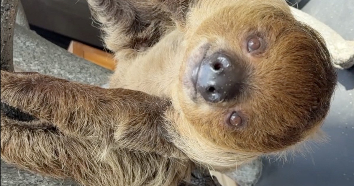 Sloth on Spring Break! Rare animals to mingle with public at the Florida Aquarium in Tampa