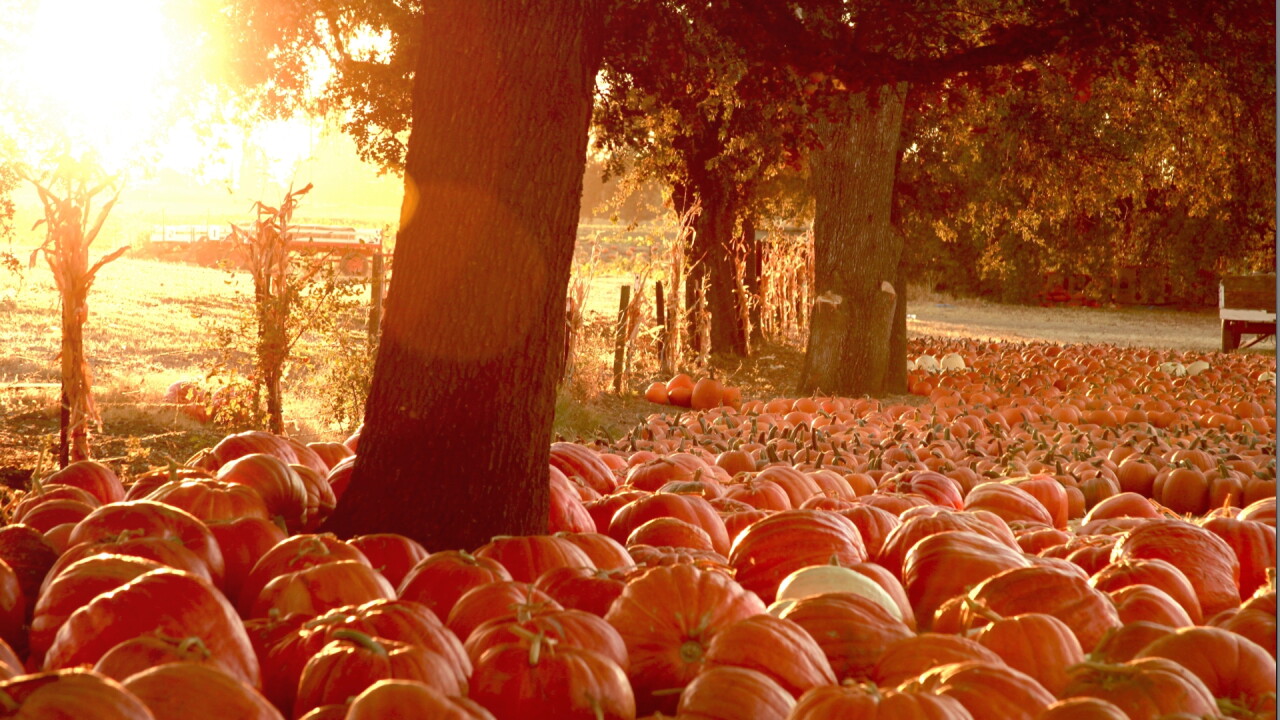 pumpkin sun 