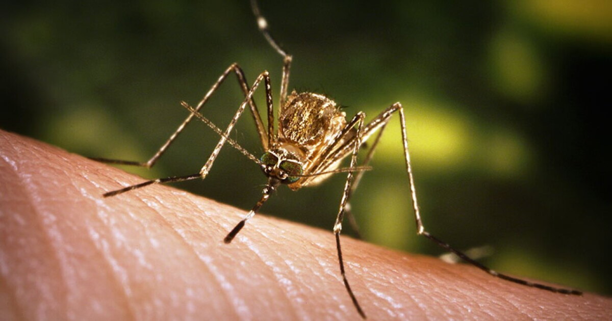 Human cases of West Nile virus reported in three eastern Montana counties - Vimarsana News