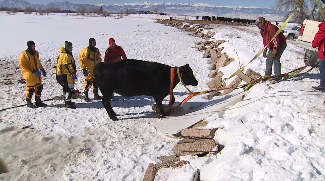 cow rescue_jan 31 2023