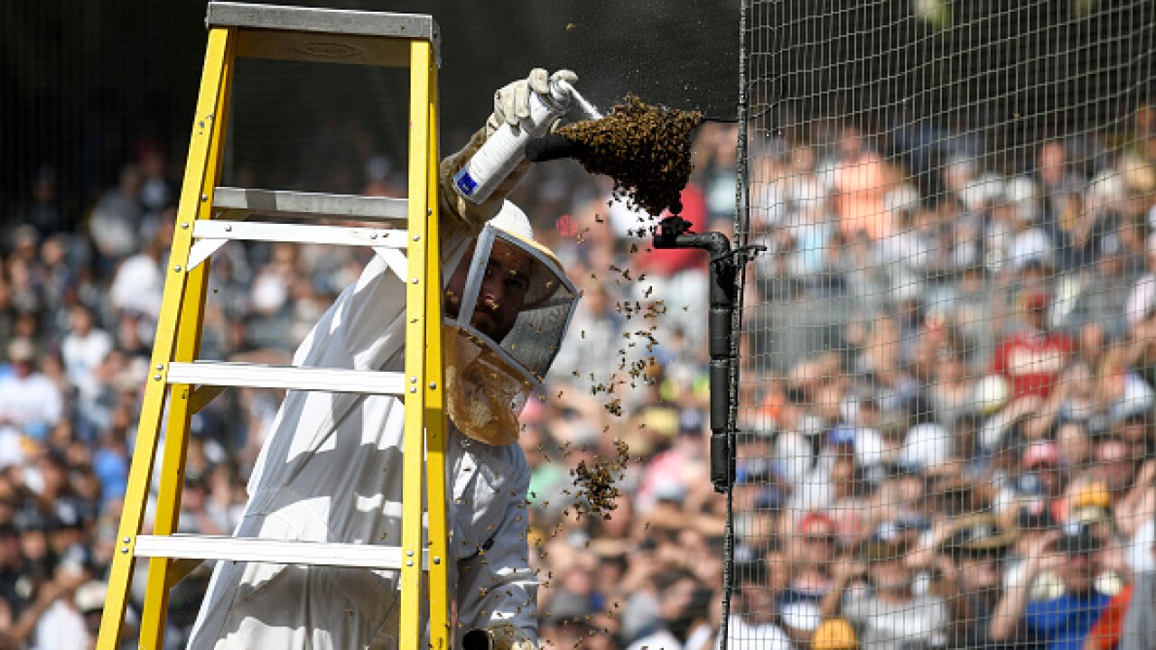 San Diego Padres facing criticism over mid-game bee extermination