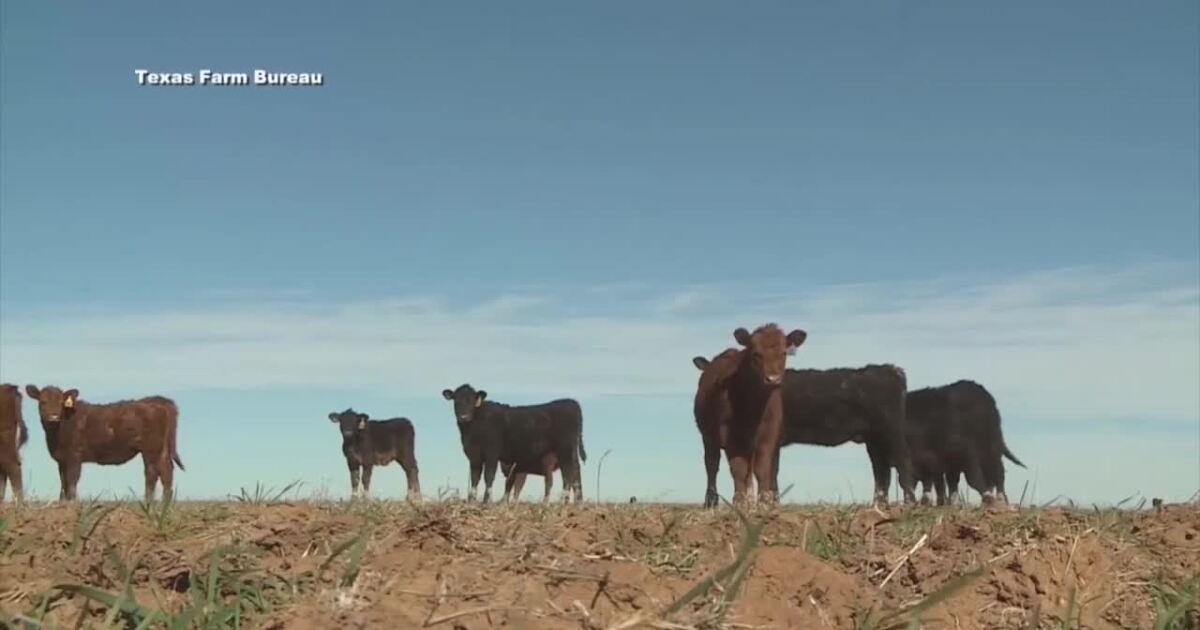 Arizona adds fourth layer of cattle inspections as officials prepare new screwworm defense facility