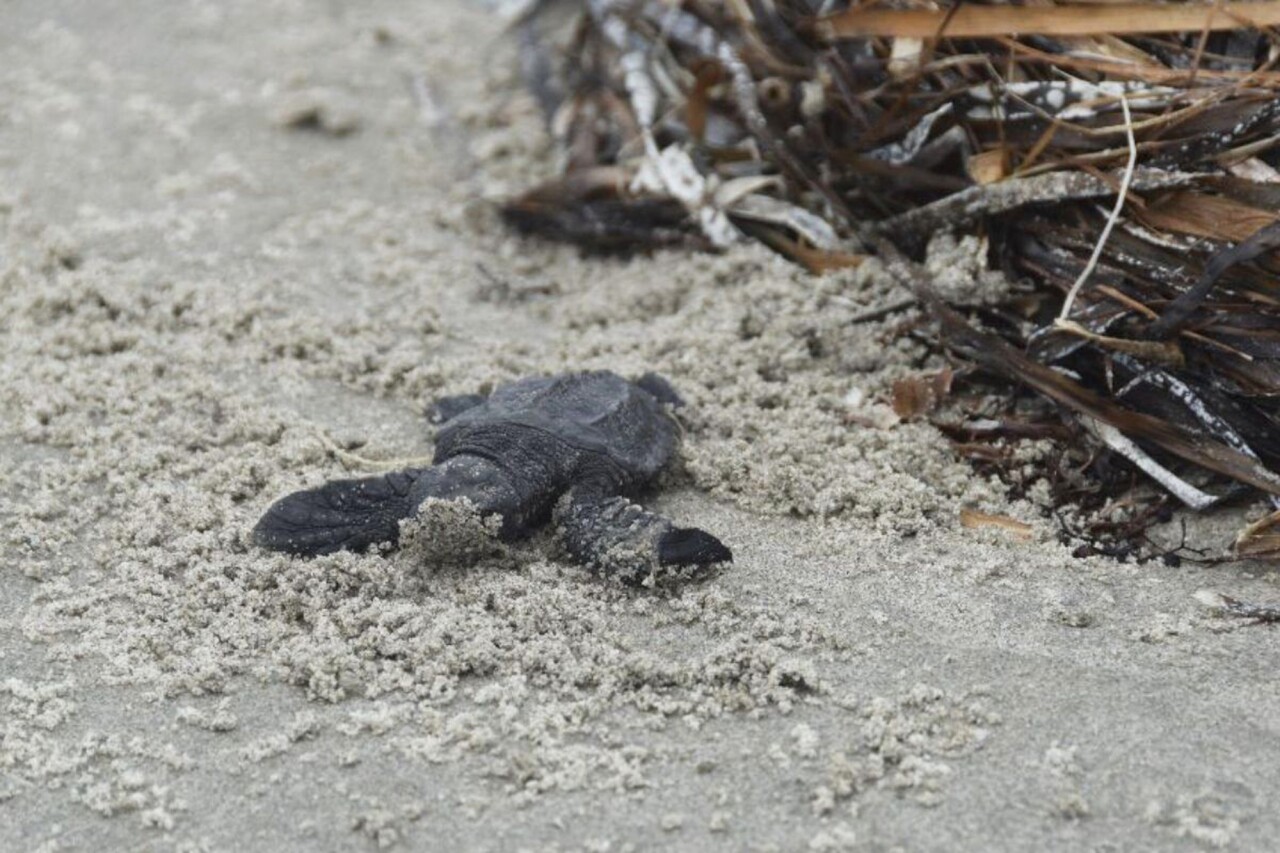 This undated photo provided by the Coastal Protection and Restoration Authority in August 2022 shows a newly hatched Kemp's ridley sea turtle making its way out to the Gulf of Mexico from Louisiana's Chandeleur Islands. The world’s smallest and most endangered sea turtle is nesting in barrier islands east of New Orleans, La., for the first time in 75 years, officials said Wednesday, Aug. 17, 2022. (Coastal Protection and Restoration Authority via AP)