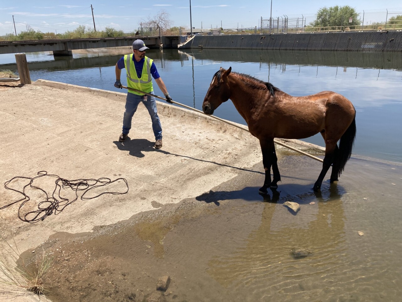 Wild horse canal rescue