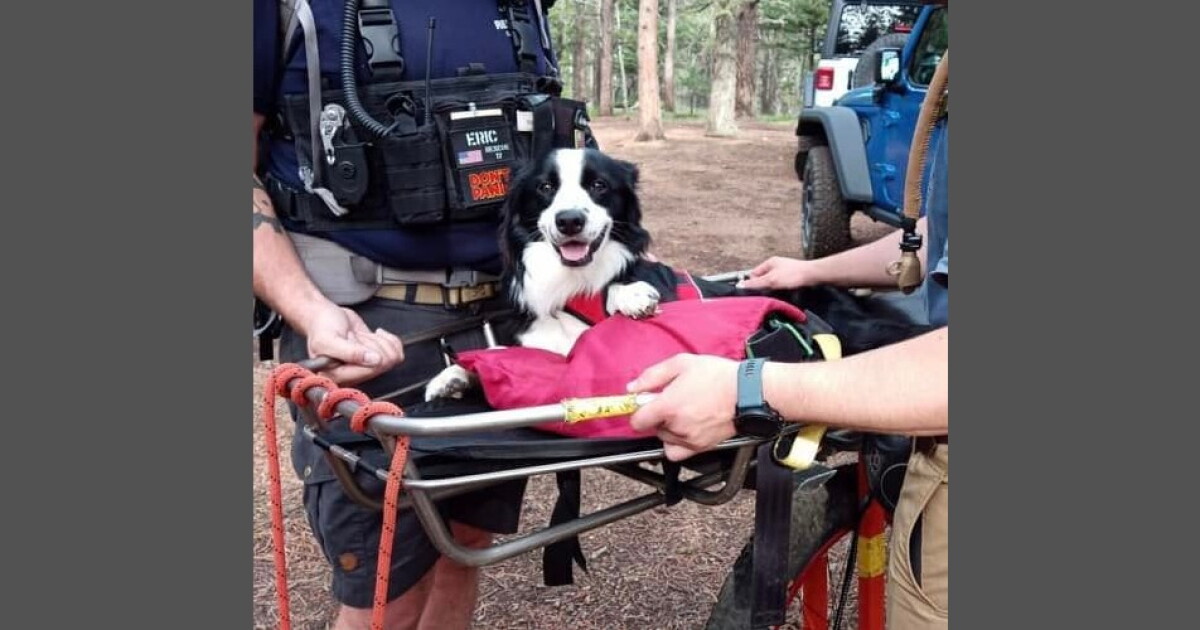 Volunteers help rescue four-legged hiker from Colorado trail
