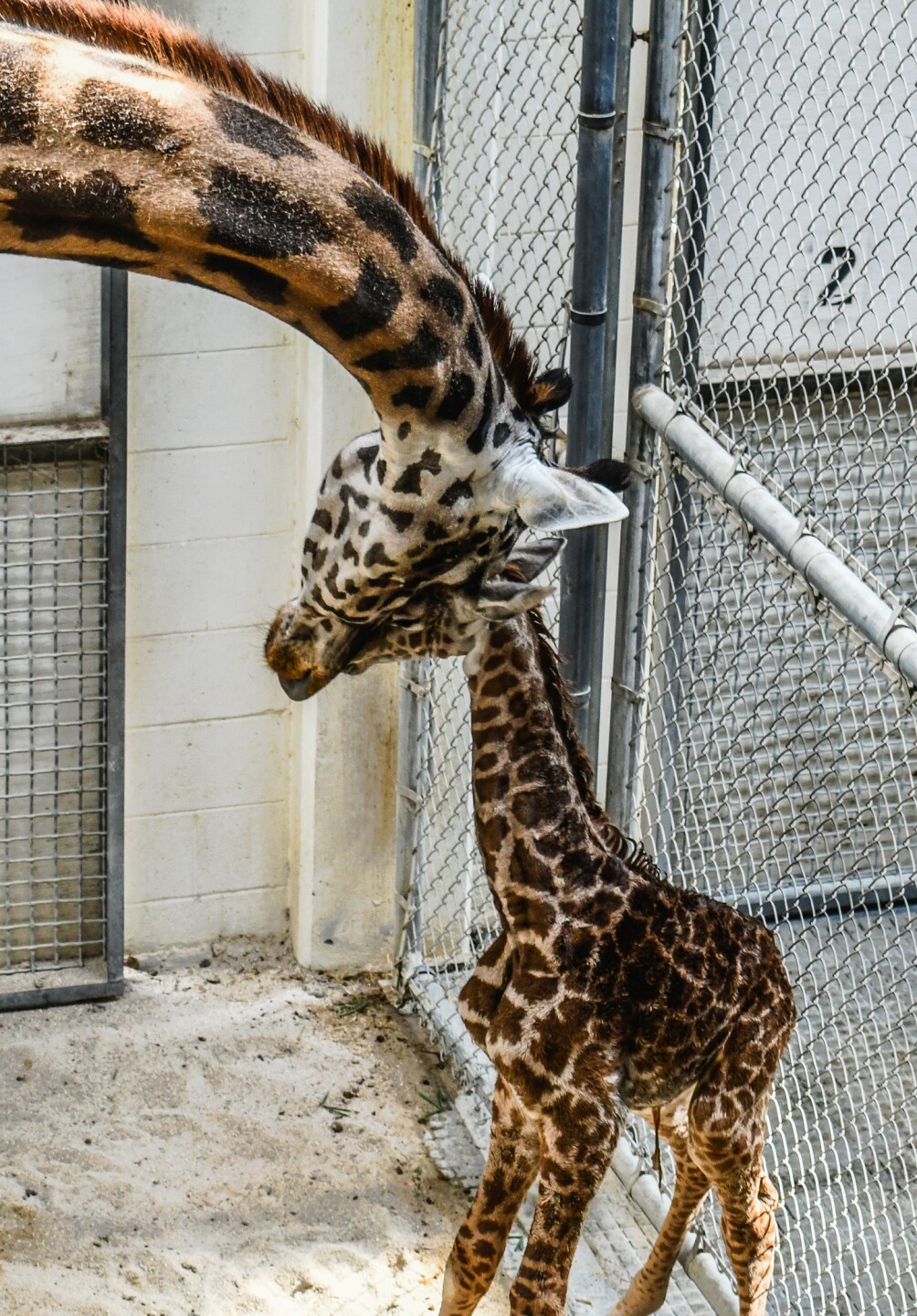 Giraffe Calf 