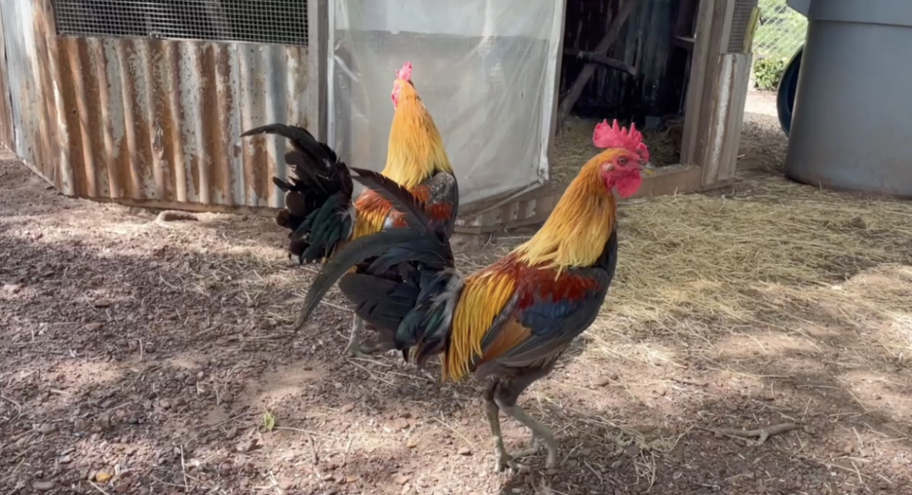 ‘It was sickening’: Animal attack in Robertson County sparks local resident’s call for change