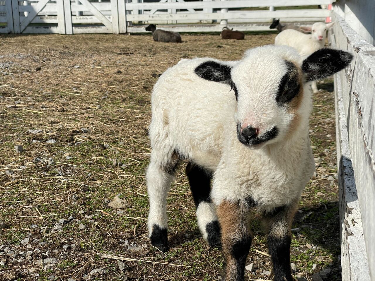 Goat Yoga - Sold Out - Shaker Village of Pleasant Hill