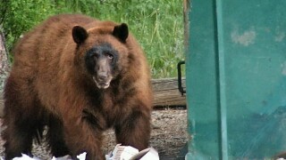 blackbear~3.jpg