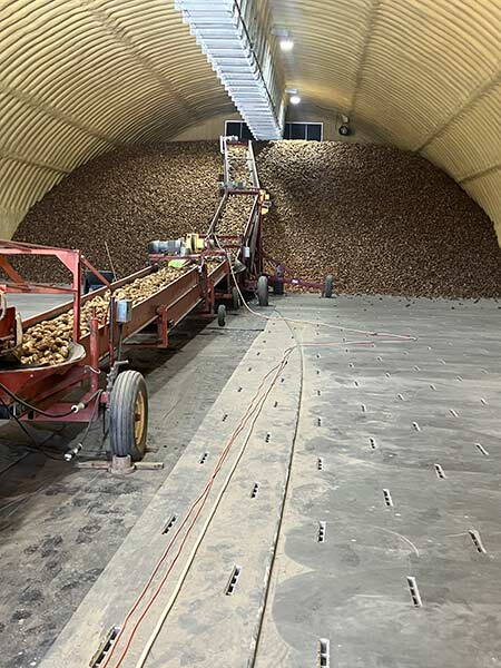 Randy Hardy Potatoes