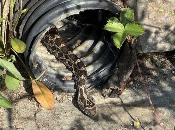 Massasauga snakes Matthaei - 3.jpg