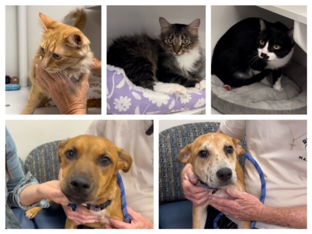 Jersey's Journeys 8-15-2024