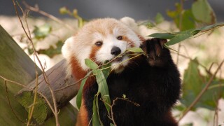 Red panda